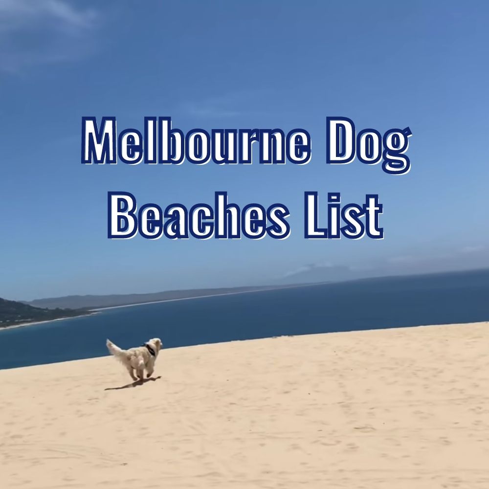 Dog running in a beach. Melbourne dog beaches list