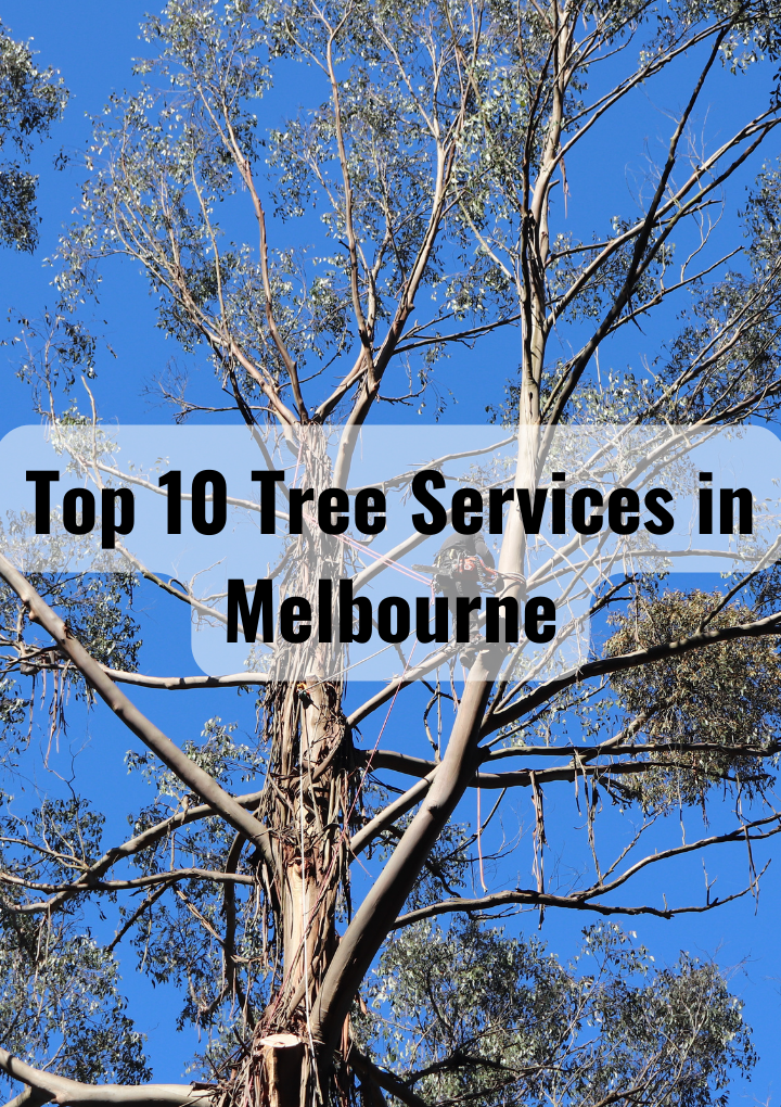 Top 10 Tree Services in Melbourne - Melbourne News Online